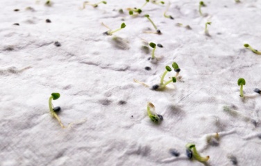 Logo trade promotional items image of: A4 wildflower seed paper sheet