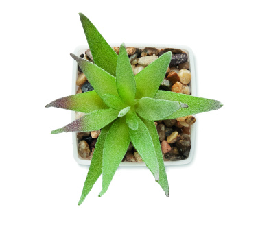 Logotrade advertising product image of: Mini artificial plant
