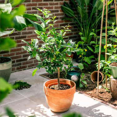 Logo trade ärikingi pilt: Treemore Letterbox Trees Kaffir Lemon