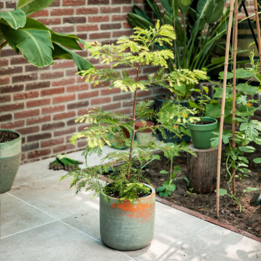 Лого трейд бизнес-подарки фото: Деревья Treemore Letterbox Гигантская секвойя