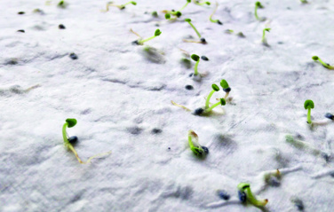 Логотрейд pекламные подарки картинка: Wildflower seed business card.